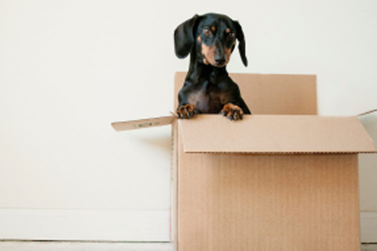 Moving Your Pet Safely